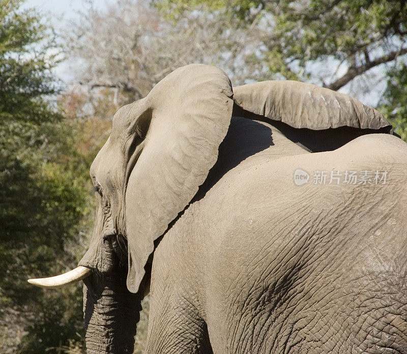 雌性非洲象(Loxodonta africana)侧视图